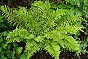 Κομπρέσες για τη θεραπεία των κιρσών